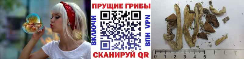 hydra как зайти  Клинцы  Псилоцибиновые грибы Cubensis 